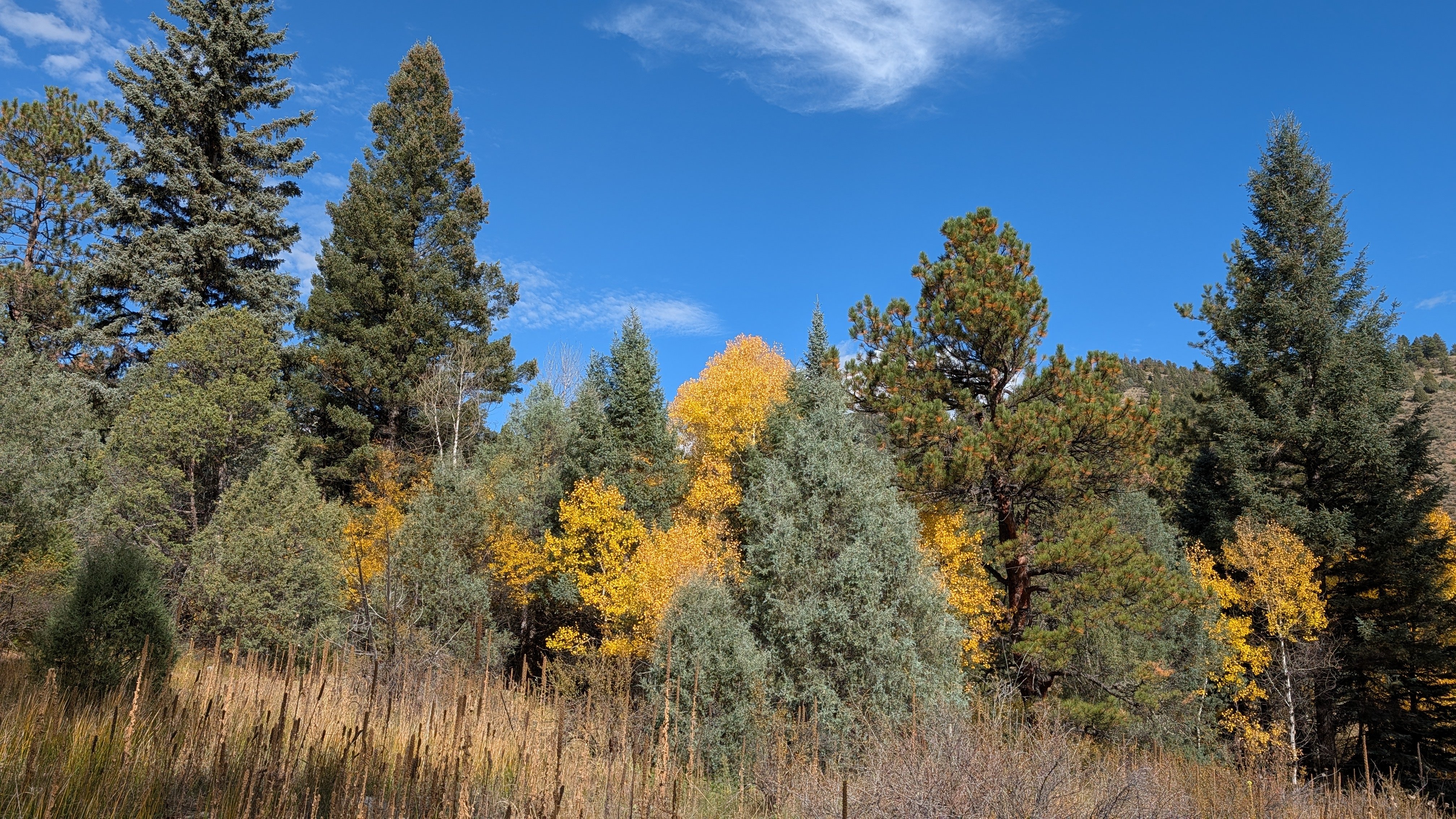 25Fall_Hike_Trees