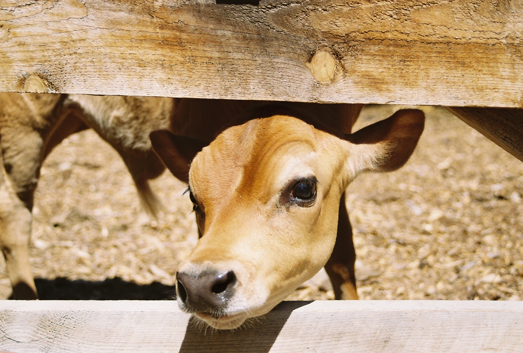 Film_Cow