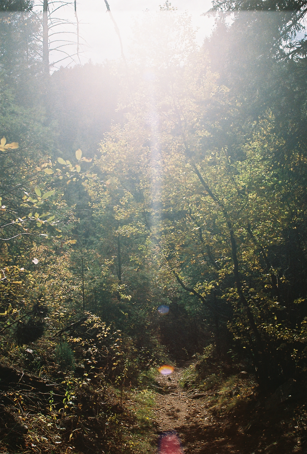Film_Fall_Hike_With_Q_25_Sunflair