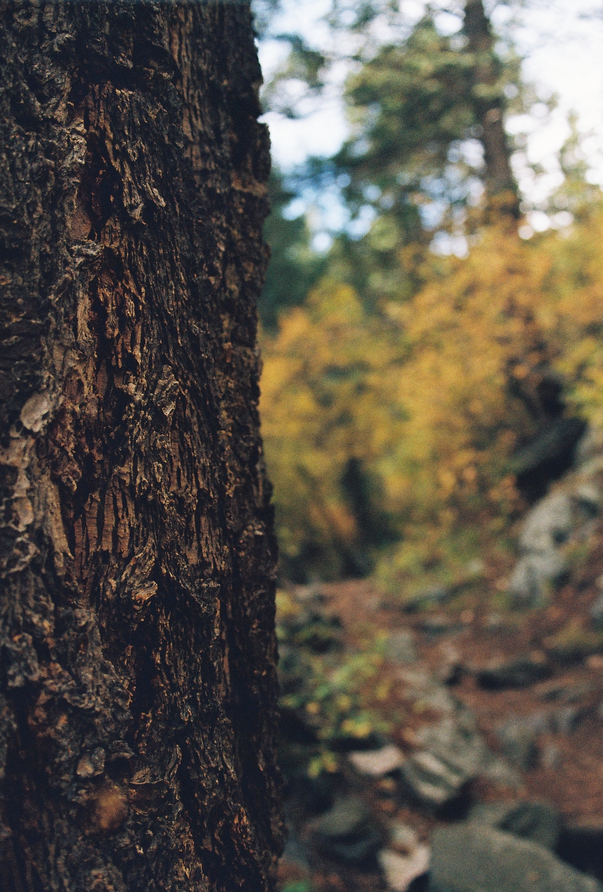 Film_Fall_Hike_With_Q_25_Tree