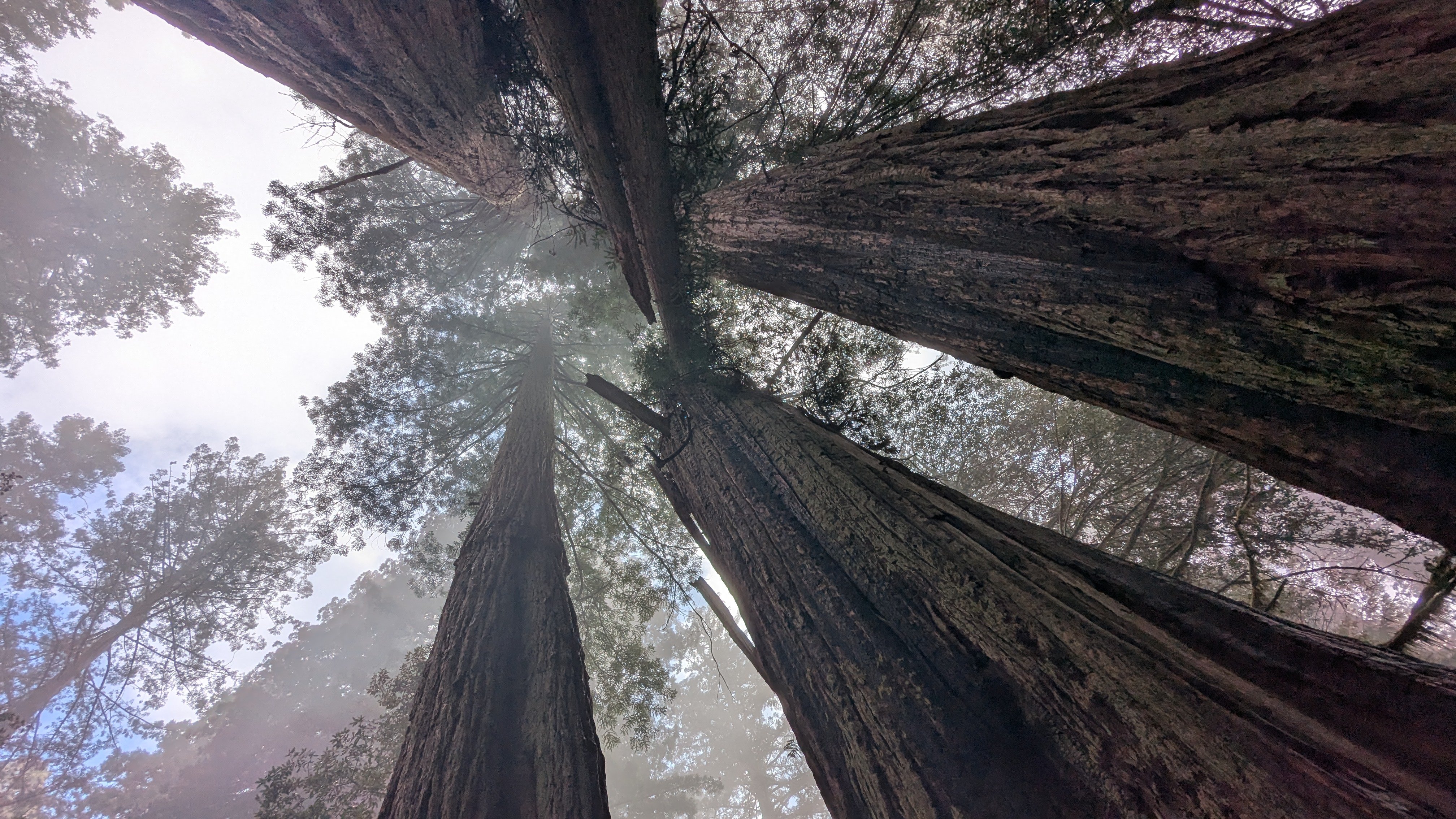 Road_Trip_25_Redwoods